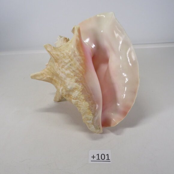 Large Real Conch Sea Shell 8.5" x 7" wide 6" tall has some chips - Picture 1 of 8
